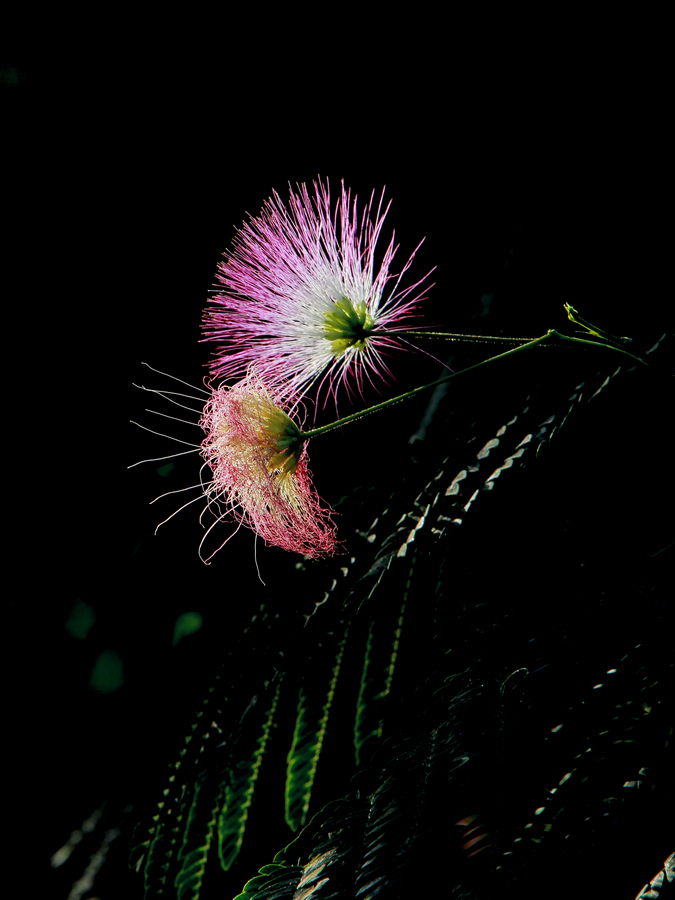 _MG_6445.jpg