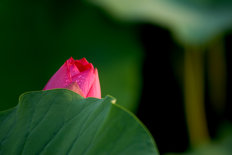 丰庆公园拍荷花. (2).jpg