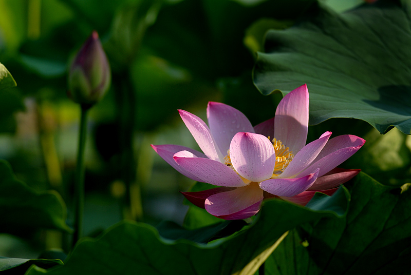 丰庆公园拍荷花. (1).jpg