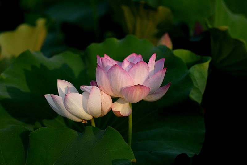 丰庆公园拍荷花. (5).jpg