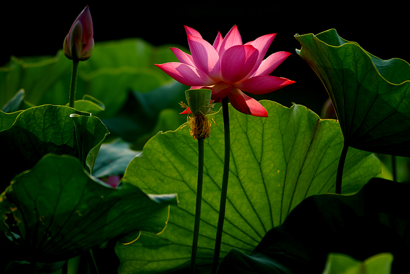 丰庆公园拍荷花. (12).jpg