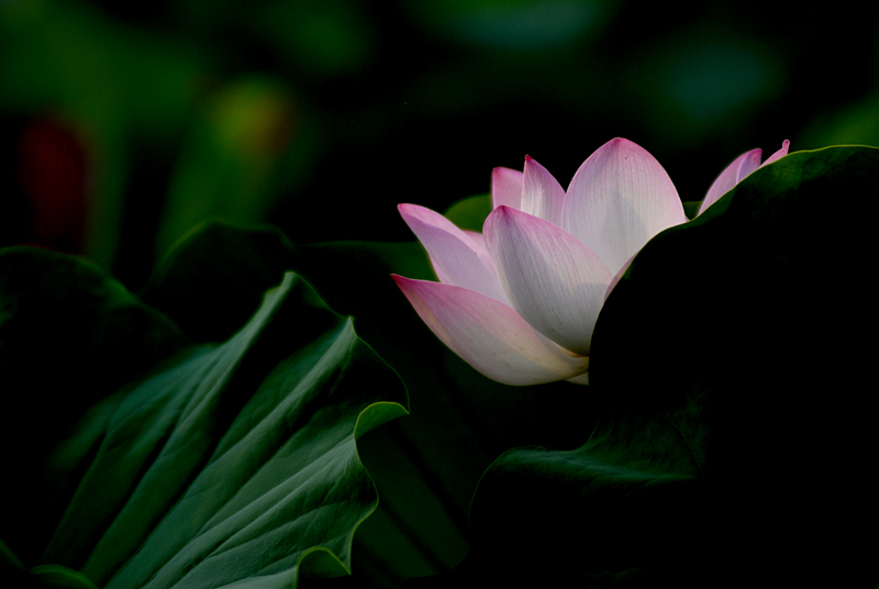 丰庆公园拍荷花. (14).jpg