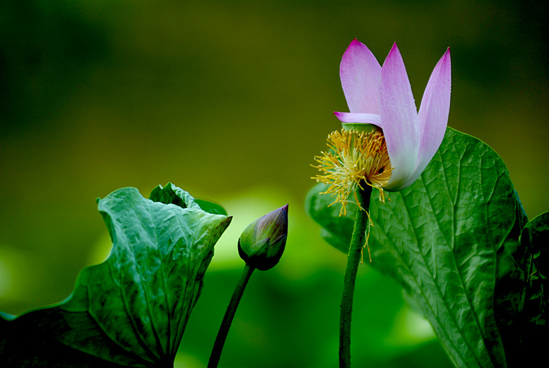 丰庆公园拍荷花. (15).jpg