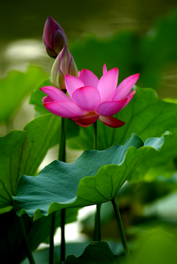 丰庆公园拍荷花. (16).jpg