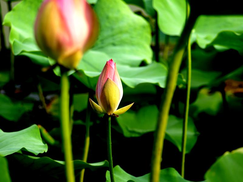 U6245660.jpg