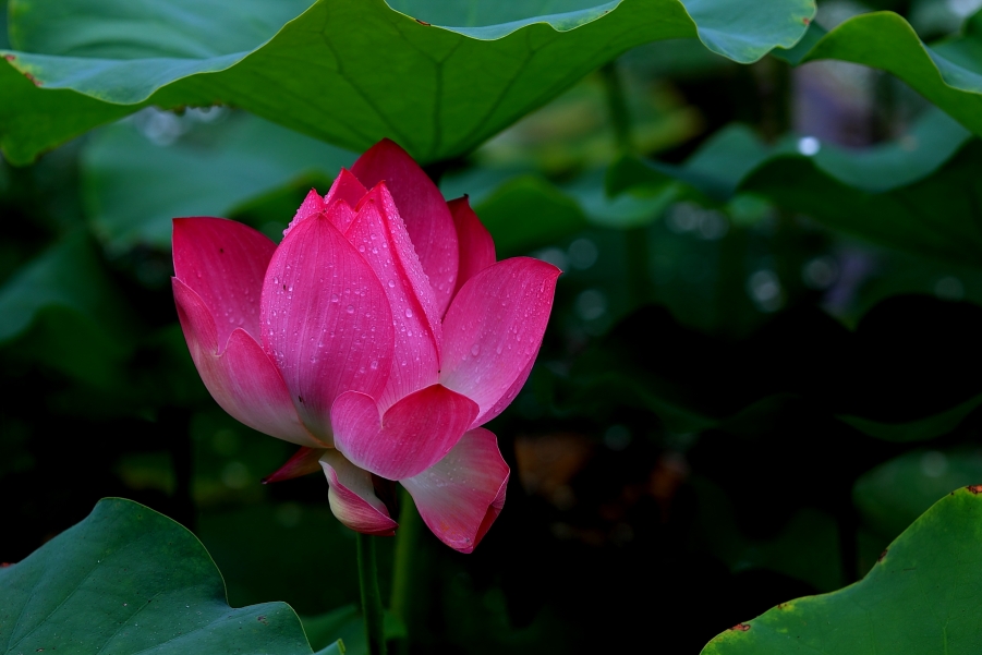small_IMG_6008.JPG