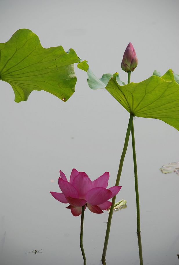 DSC_0519.JPG
