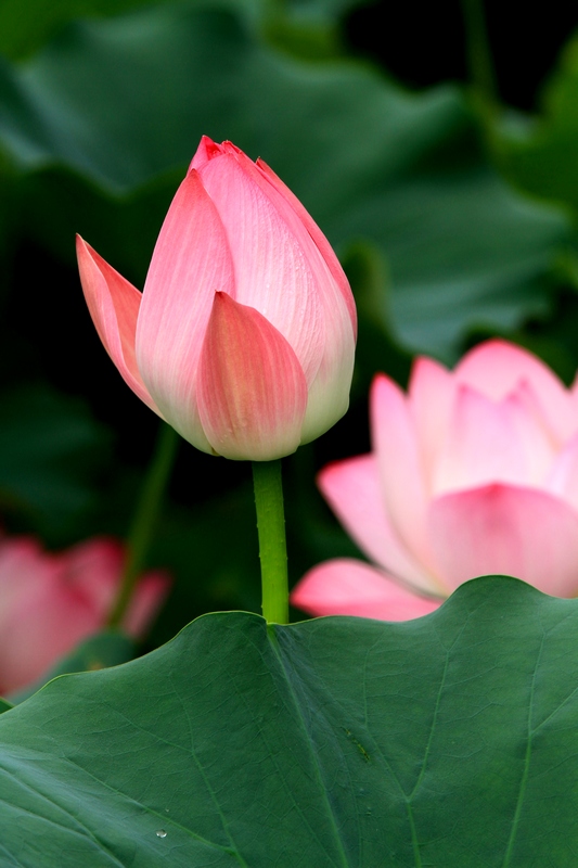 黄山旅游照片 1555.jpg