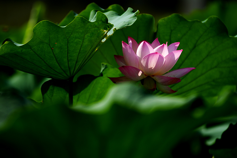 丰庆荷花 二 (8).jpg