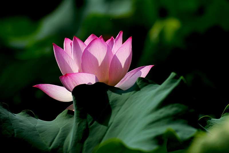 丰庆荷花 二 (12).jpg