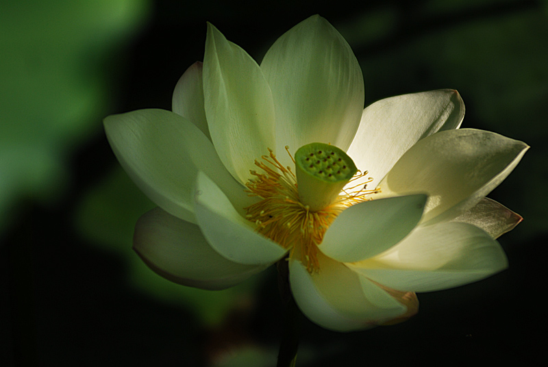 丰庆荷花 二 (16).jpg