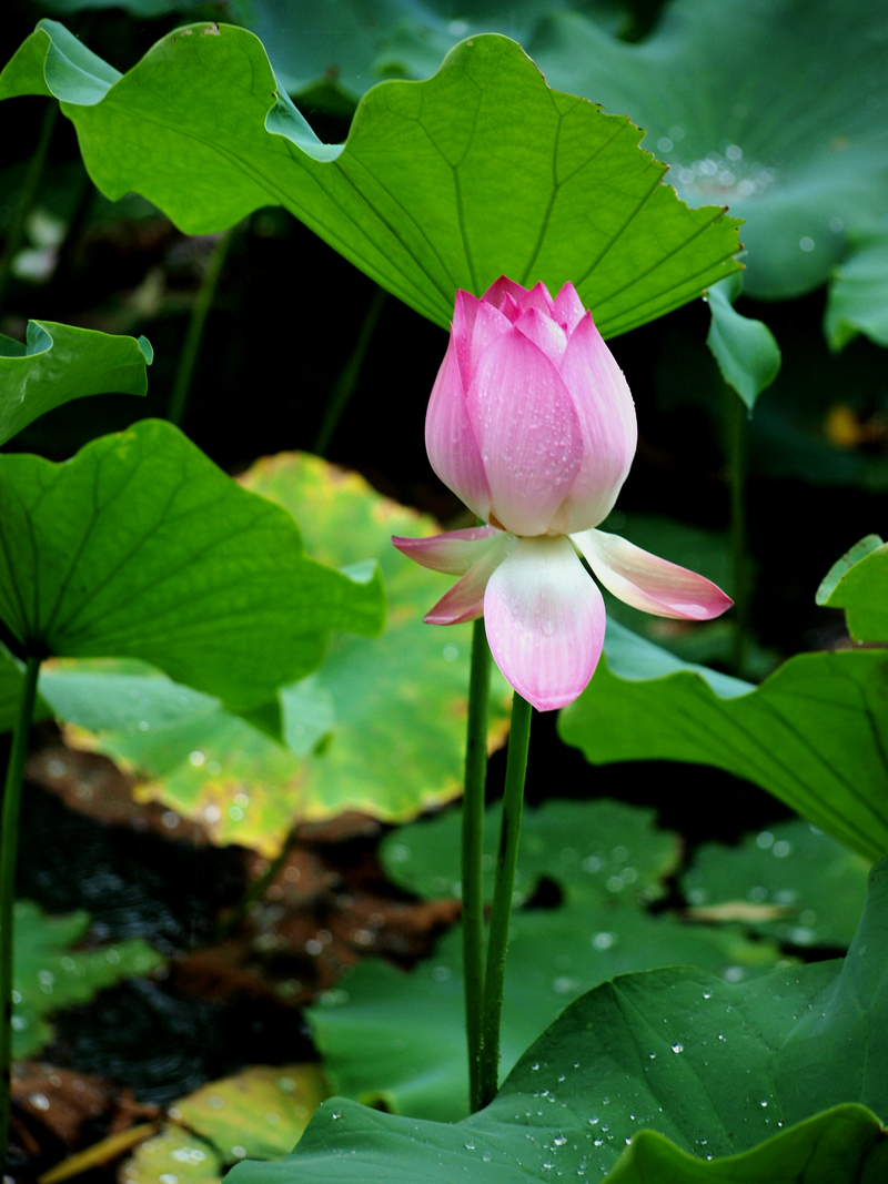 U7025774.jpg