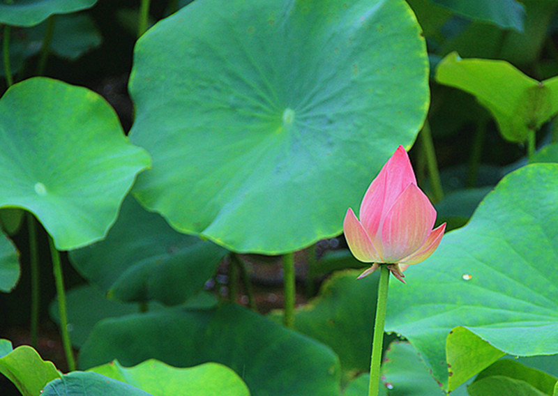 公园 001_副本.jpg