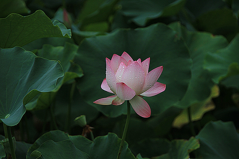 公园 009_副本.jpg