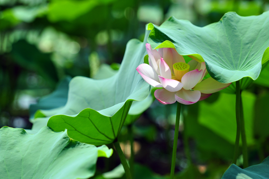 DSC_0338.JPG