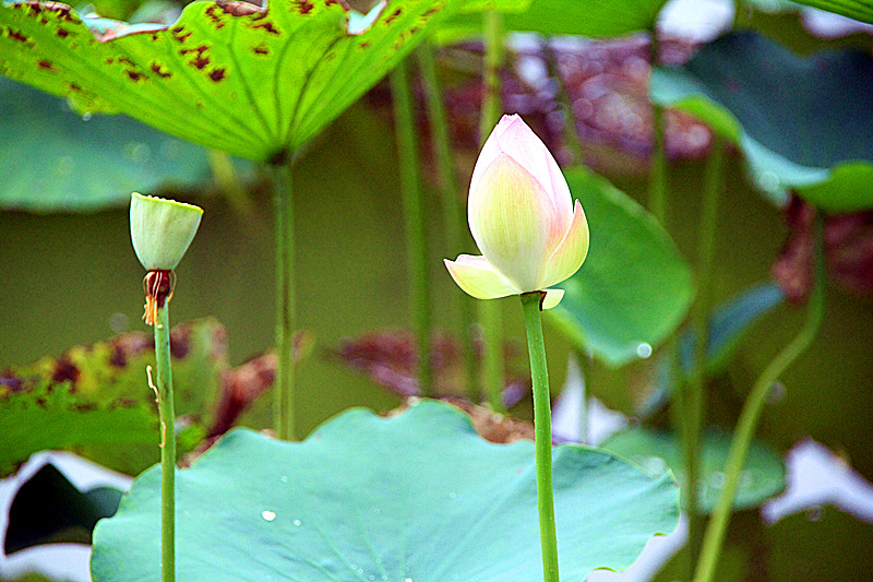 公园 040_副本.jpg