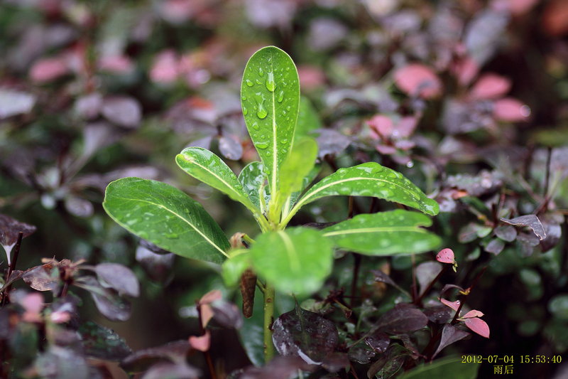 20120704雨后31.JPG