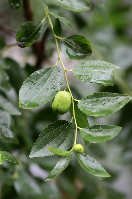 20120704雨后34.JPG