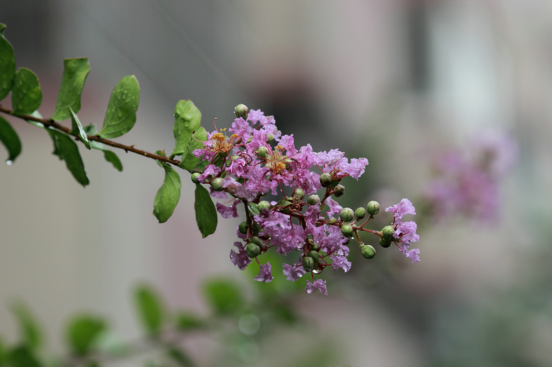 20120704雨后36.JPG