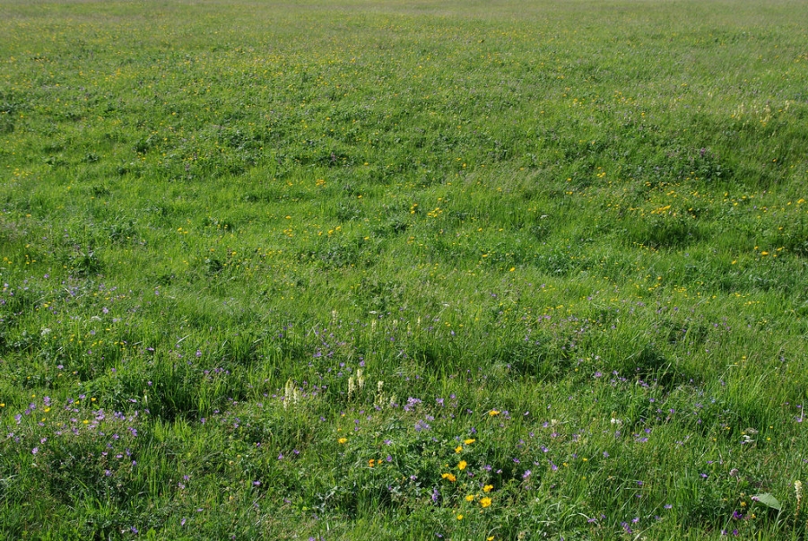 IMGP8227.jpg
