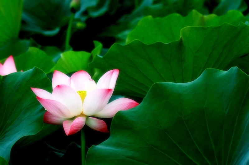 再拍荷花 005.jpg
