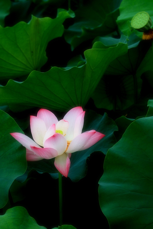 再拍荷花 018.jpg