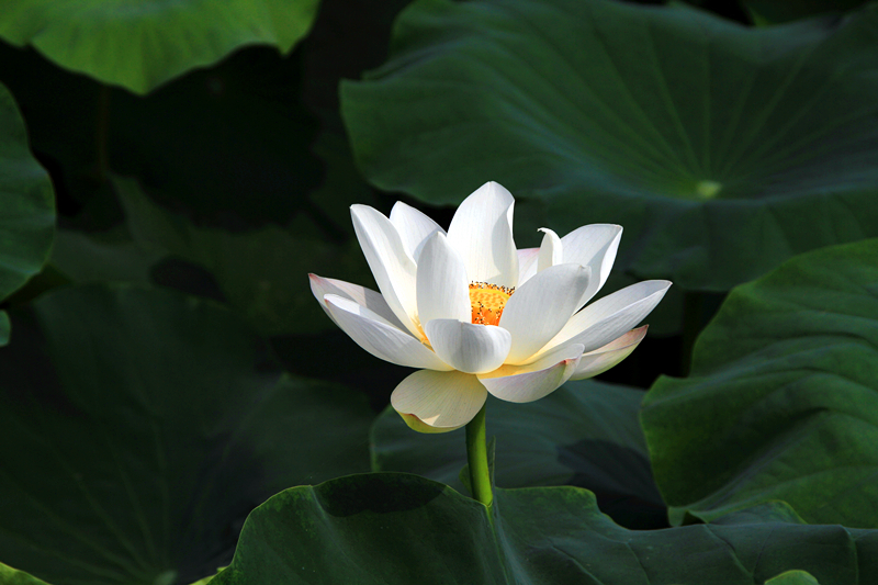 公园 023_副本1.jpg