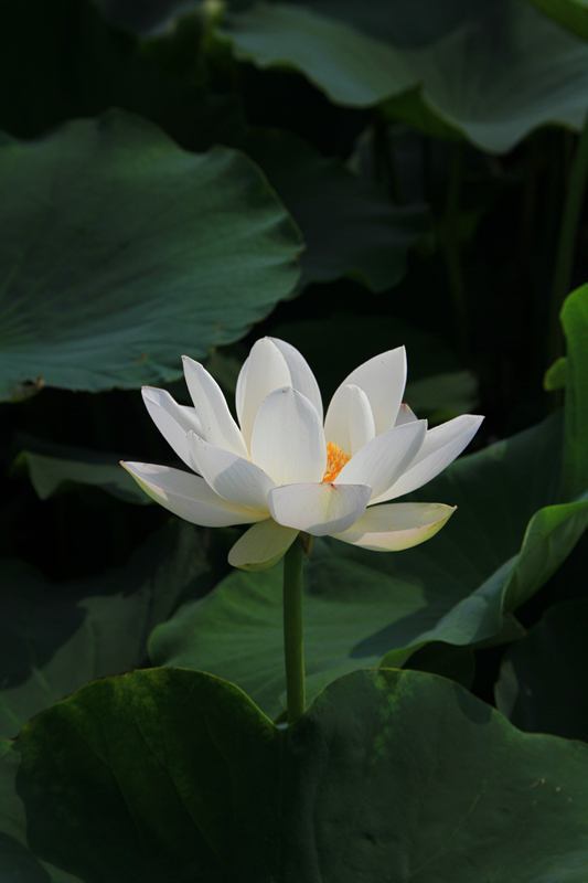 公园 040_副本1.jpg