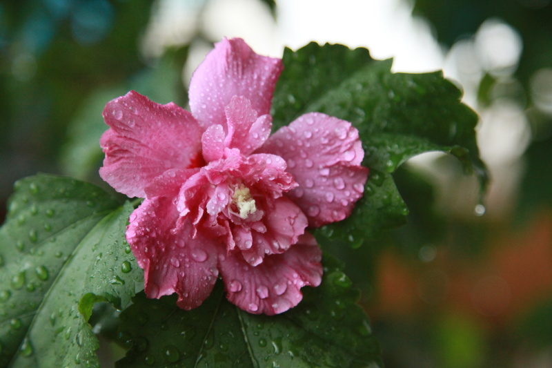 DPP_0023.JPG