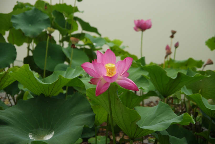 芙蓉园7.jpg