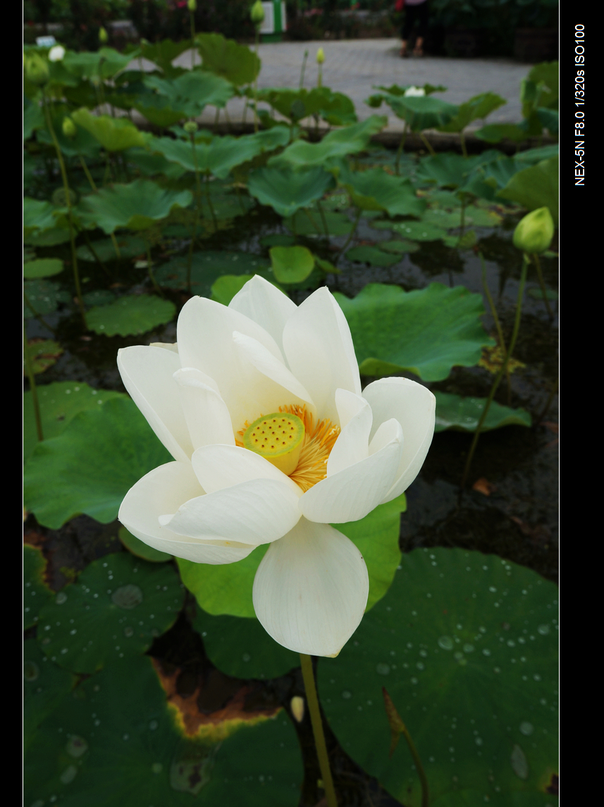 DSC05906.jpg