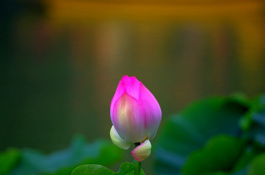 nEO_IMG_IMGP4985.jpg