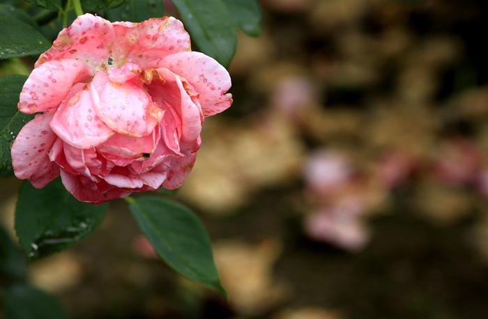 _MG_8870.jpg