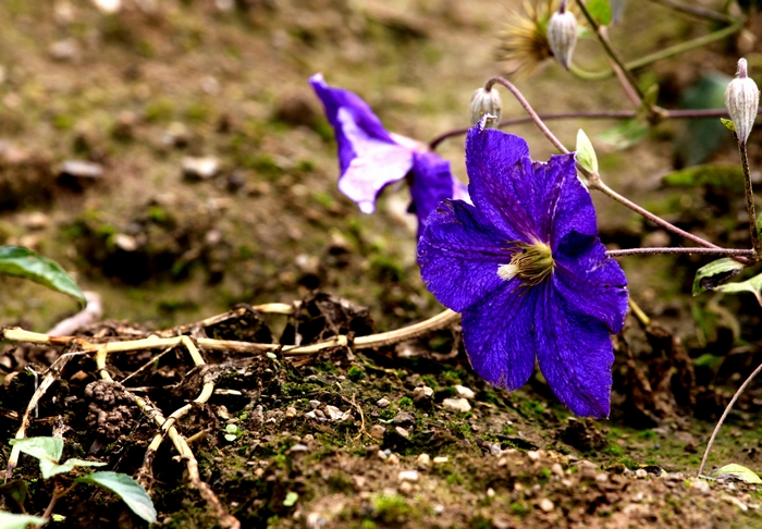 _MG_8874.jpg