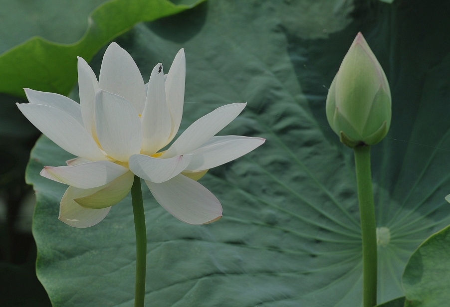 DSC_6480_副本 - 副本.jpg