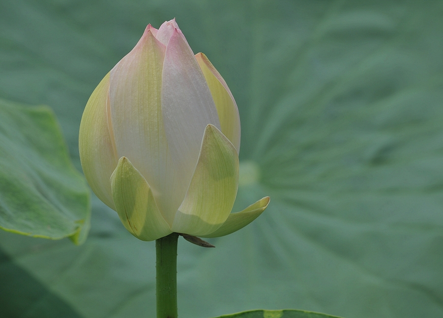 DSC_6483_副本.jpg