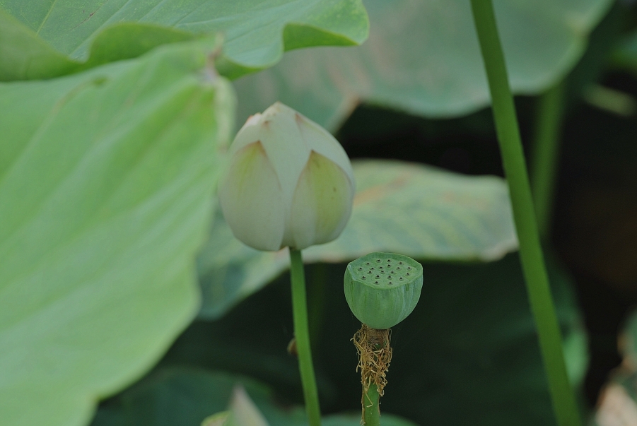 DSC_6544_副本 - 副本.jpg