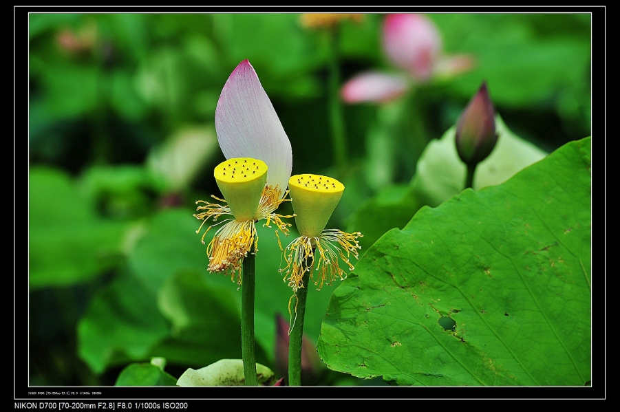 DSC_6587.jpg