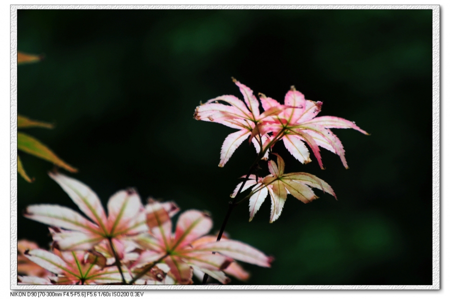 DSC_6265.JPG