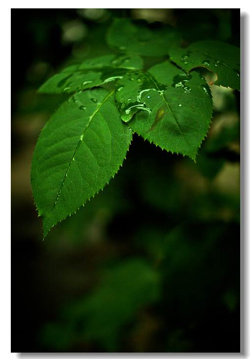 _MG_5025.jpg