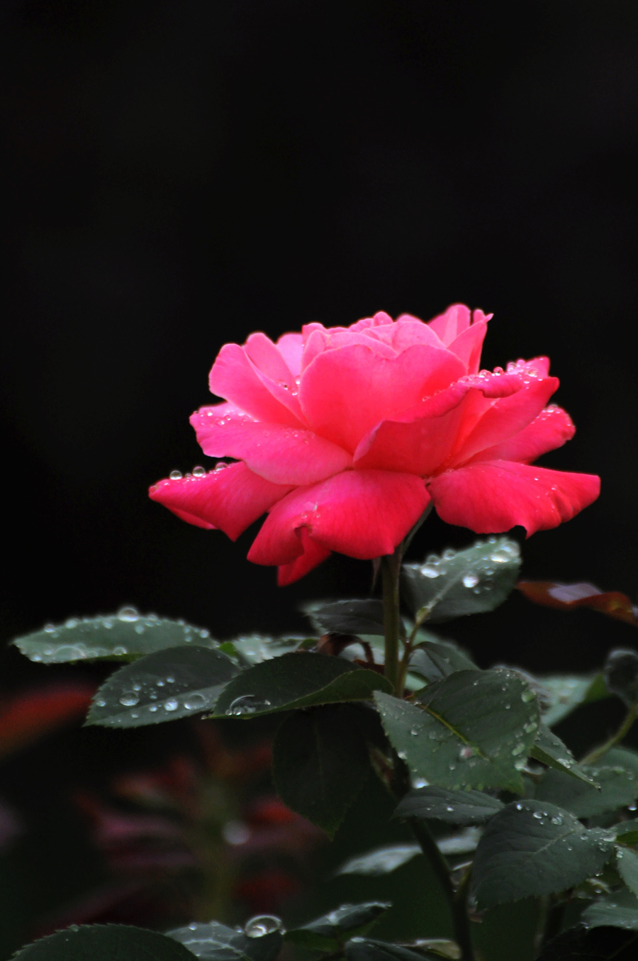 DSC_6656.JPG