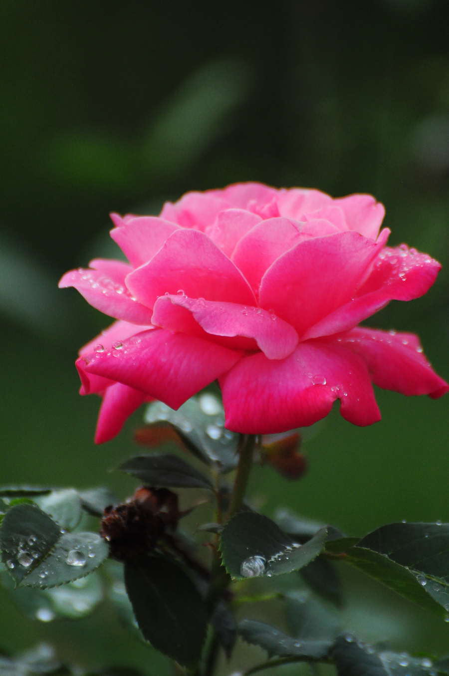 DSC_6669.JPG