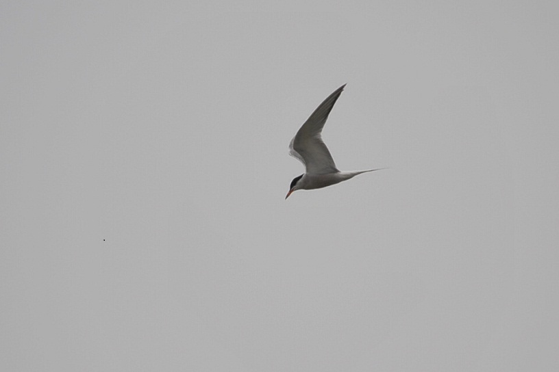 DSC_9957.JPG