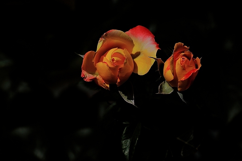 IMG_7354DPP_.jpg