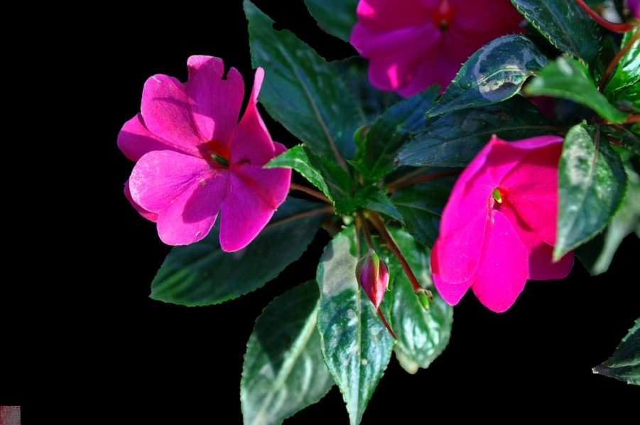 DSC_0004.jpg