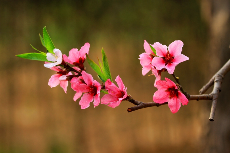 桃花开了 109.jpg