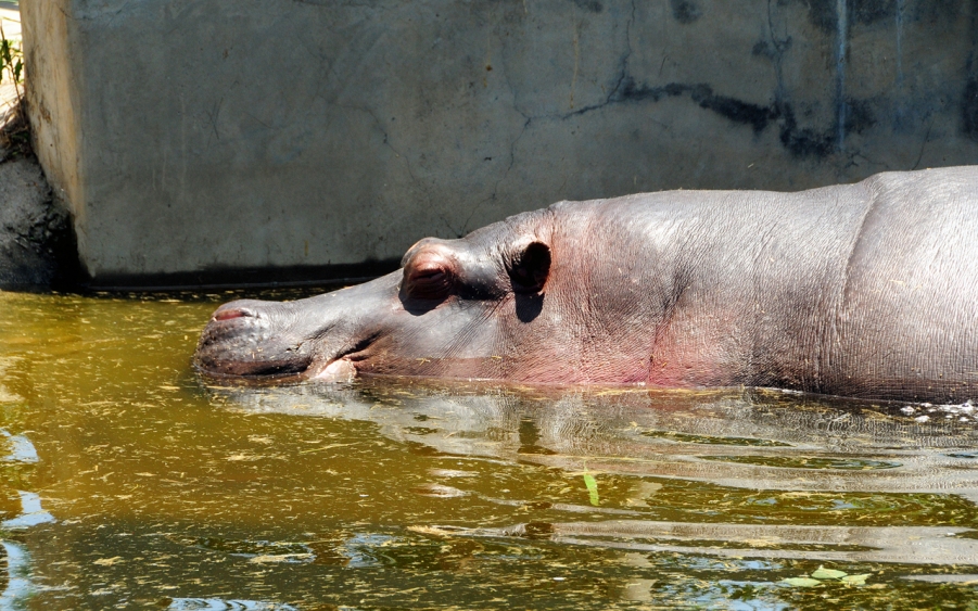 炎热的夏季河马在纳凉