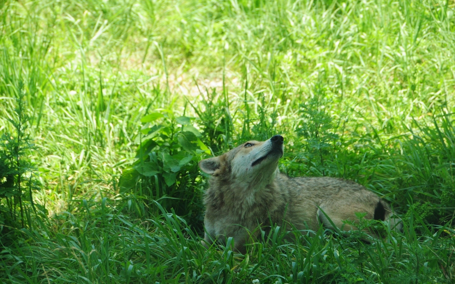 狼王