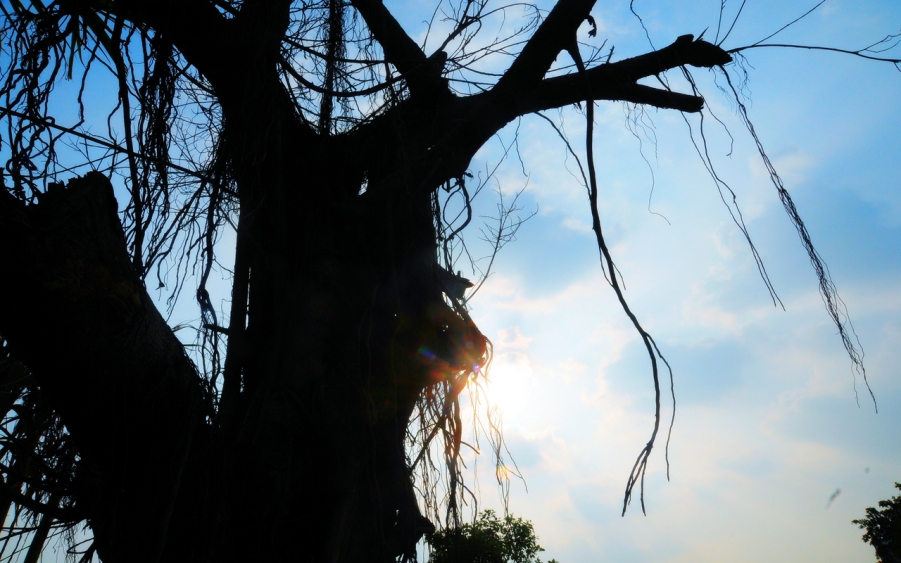 岁月，阳光秀于木中