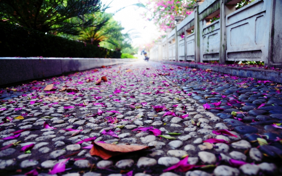 走在这充满爱的石子路面，紫色也会让心里充满爱意。